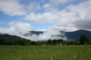 Etapa 2: De Roncesvalles A Pamplona 9 Vacas Pastando En Espinal