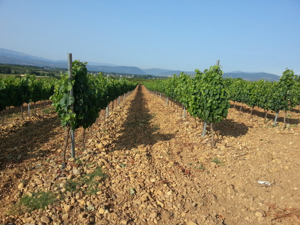 Etapa 11: De Ponferrada A O Cebreiro 3 Viñedos Bierzo | Alquiler De Bicicletas Para El Camino De Santiago | Tournride