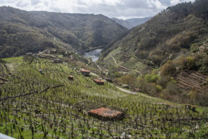 Viñedos Ribeira Sacra | Alquiler De Bicicletas Para El Camino De Santiago | Tournride