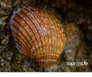 La Concha De Vieira, Un Imprescindible Para Llevar En Tus Alforjas Para El Camino De Santiago