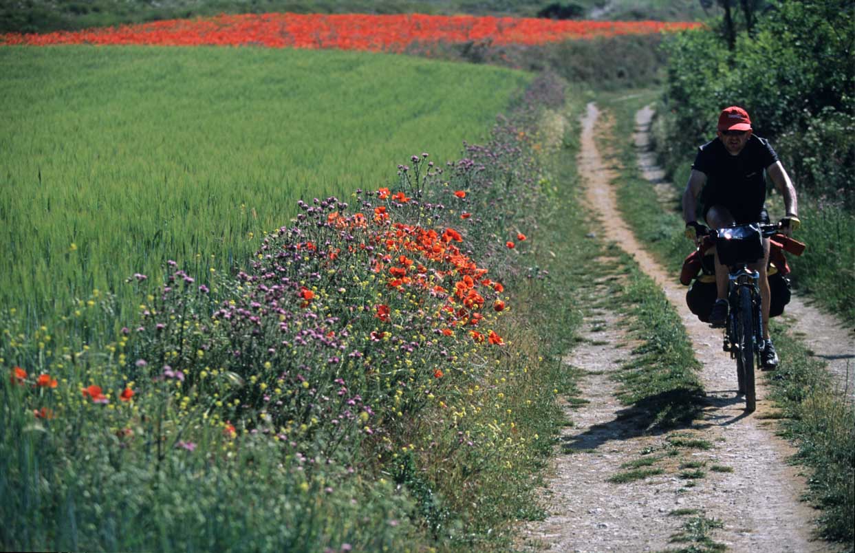 Buen Camino De Checco Zalone: O Caminho De Santiago Real E Como Fazê-Lo De Bike 3 Ciclista No Caminho De Santiago Ao Lado De Um Campo De Papoulas
