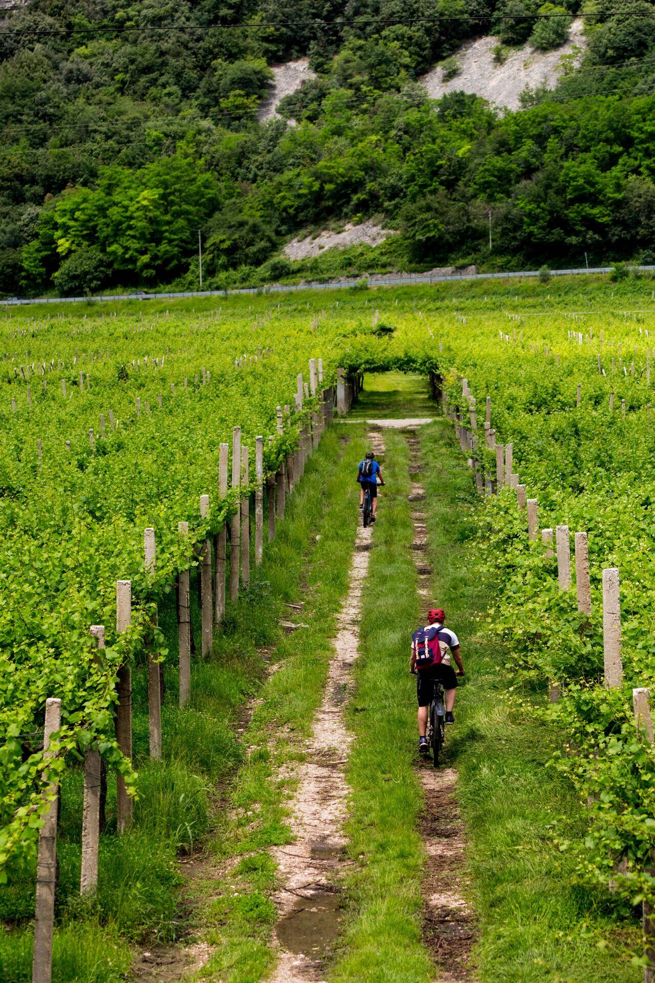 Fare Il Cammino Di Santiago In Bici 1 Due Ciclisti Pedalano Su Un Sentiero Verde Del Cammino Di Santiago Tra I Vigneti